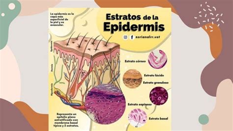 Sistema Tegumentario histologia presentación PPT