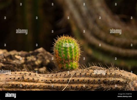 Blume Auf Kaktus Hi Res Stock Photography And Images Alamy