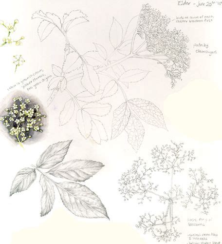 Botanical Sketchbook Illustration Of Elderflower By Lizzie Harper