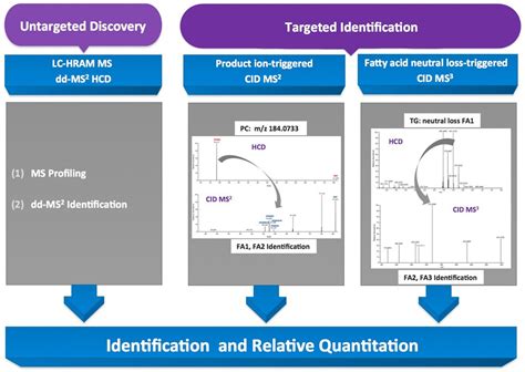 Lipidomics Workflows Thermo Fisher Scientific Kr