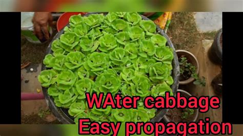 How To Grow Care Pistia Water Lettuce Water Cabbage Youtube