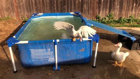 Ducks Swimming And Diving In Above Ground Pool Asmr In Ground Pools Above Ground Pool Pool