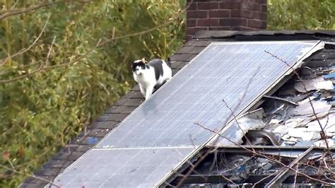 Animal sanctuary owner, about 100 cats die in fire, officials say - ABC