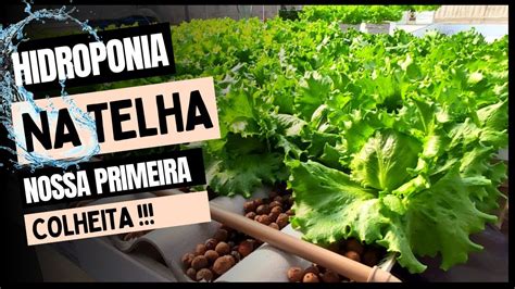 Hidroponia Na Telha Primeira Colheita YouTube