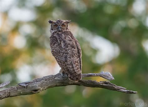 South American Great Horned Owl Bubo Virginianus Nacurutu Morten Ross