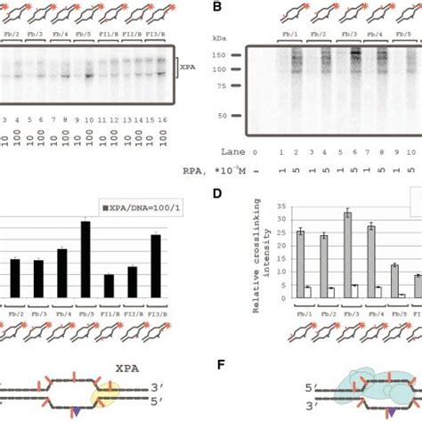 Topography Of The Xpa And Rpa Protein Location On Damaged Dna Duplexes