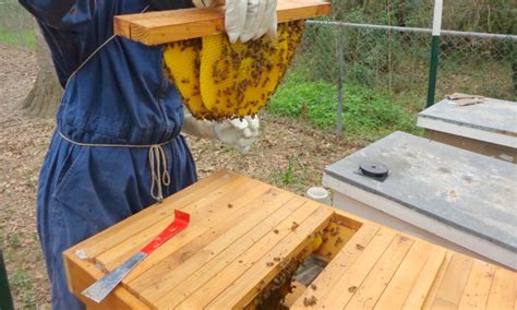 Top Bar Beehives Vs Langstroth Beehives Backyard Beekeeping