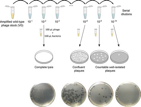 Cell Press Star Protocols