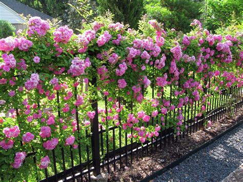 Vertical Gardening Maximizes Space For Flowers Veggies