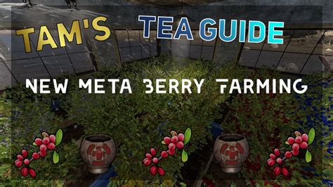 Rust Tams Tea Guide Berry Farming Youtube