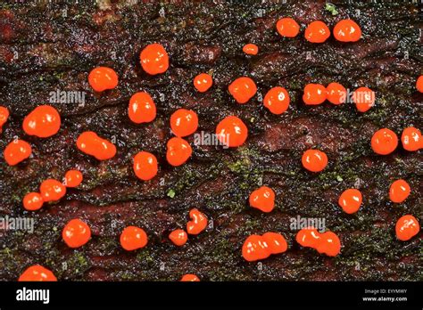 Coral Spot Nectria Cinnabarina Coral Spots On Deadwood Germany