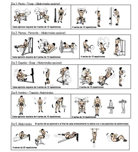 Lista Foto Rutina De Ejercicios Para Aumentar Masa Muscular En El