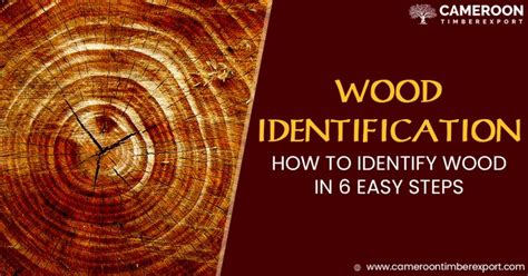 Timber Identification How To Identify Wood In 6 Easy Steps