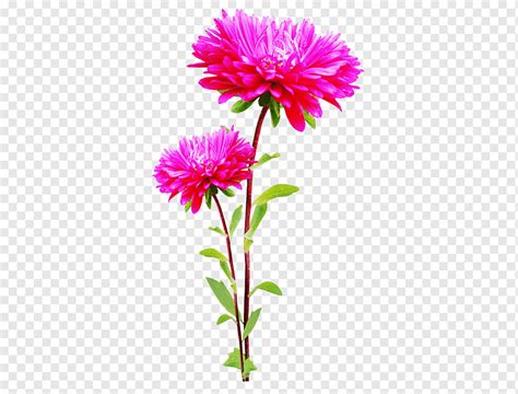 Flor Flor Tallo De La Planta Planta Anual Magenta Png Pngwing