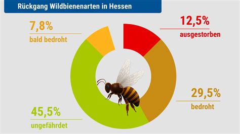 Rückgang der Wildbienenarten in Hessen 12 5 ausgestorben oder