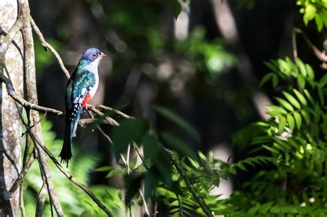 The Tocororo, the national bird of Cuba