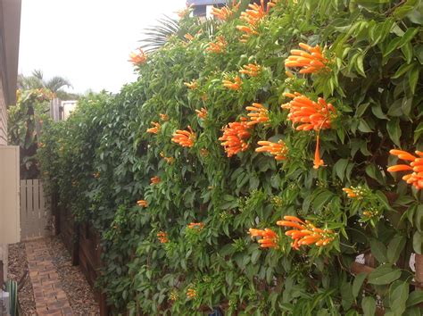 Orange Trumpet Vine Plants Trumpet Vine Garden