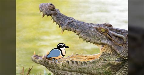 The Egyptian Plover and the Myth of the Crocodile Bird - Birdorable