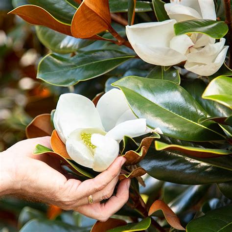 Early Spring Magnolia Tree Care