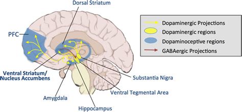 Dopamine Pathways Diagram