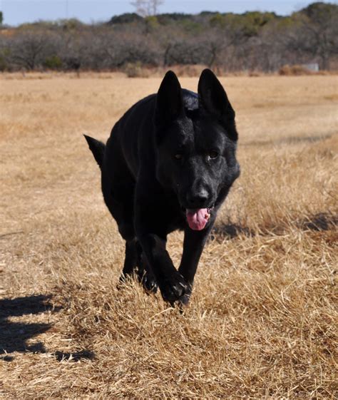 Pin by judy graham on Animals | Black german shepherd dog, Black german ...