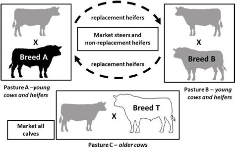 Cow Breeding Action