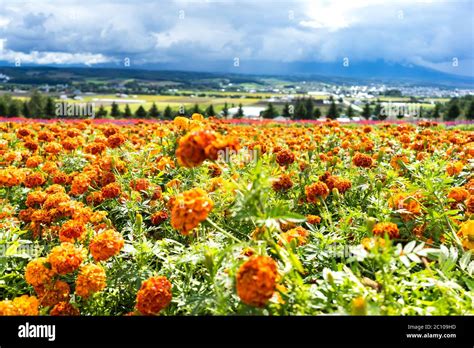 Beautiful Garden In Japan Hokkaido Stock Photo Alamy