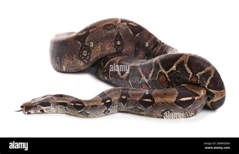 Brown boa constrictor on white background. Exotic snake Stock Photo - Alamy