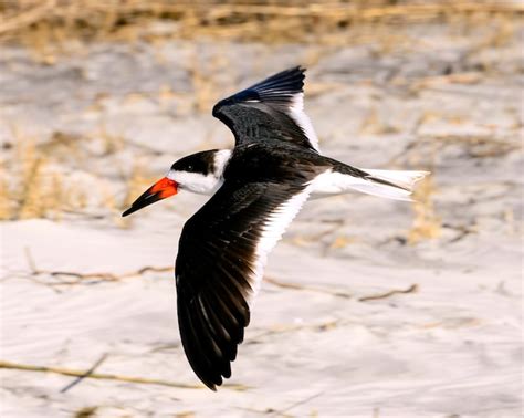 Premium Photo | Black skimmer flying down the beach