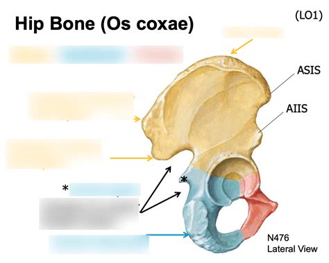 Wk 16 Osteology Of Hip Bone Posterior Aspect Diagram Quizlet