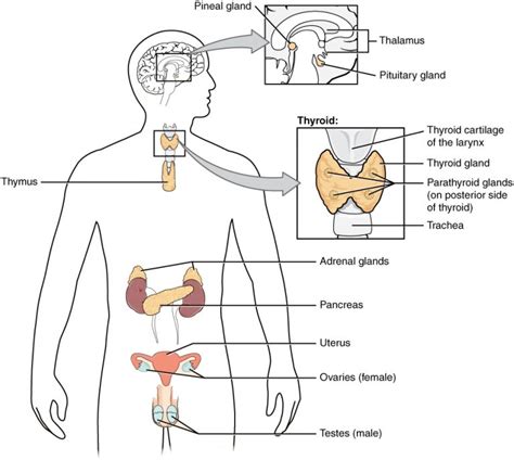 Basic Anatomy And Physiology Of The Endocrine System Medical