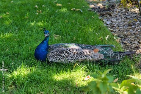 Jardine D Acclimatation France Peafowl Or Peachicken Is A Common Name