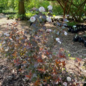 Physocarpus Opulifolius Tuilad Lady In Red Ninebark Scioto