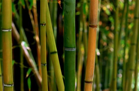 Bamboo Freeones Telegraph