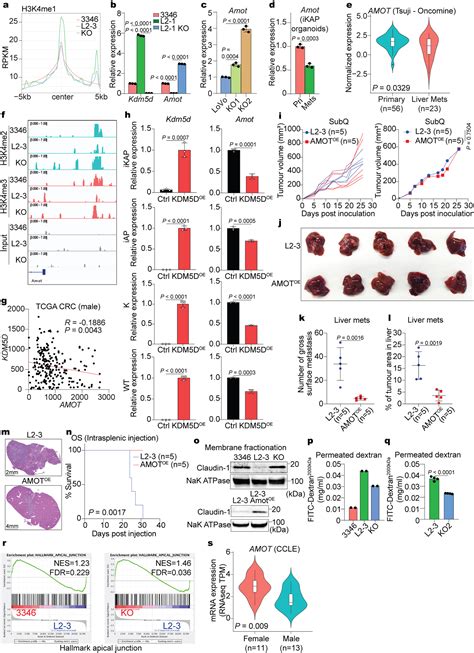 Histone Demethylase KDM5D Upregulation Drives Sex Differences In Colon