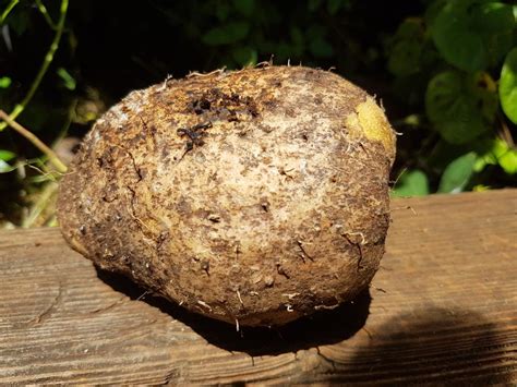 Lesser Yam (Dioscorea esculenta) - Garden.org