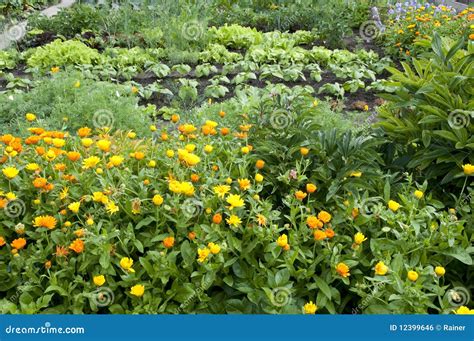 Allotment Garden Bed Stock Photo Image Of Leaves Greens 12399646