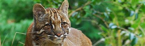 Asian Golden Cat - Feline Facts and Information