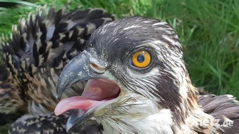 Fischadler Nachwuchs Im Forstbetrieb Burglengenfeld Wohlauf Onetz