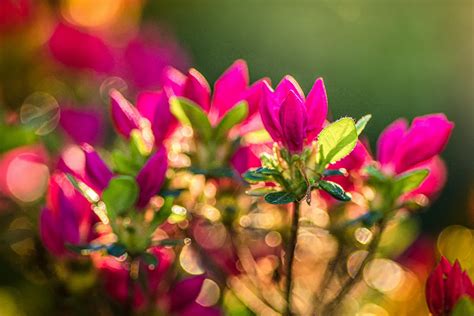 Fleurs Qui S Ouvrent Au Cr Puscule D Couvrez Ces Esp Ces Nocturnes