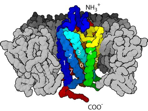 G protein-coupled receptor - wikidoc