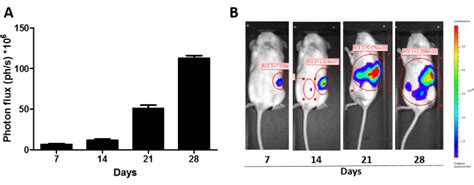 An Orthotopic Mouse Model Of Ovarian Cancer Using Human Stroma To