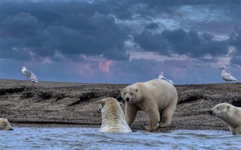 Exploring The Arctic Where To See Polar Bears In The Wild Lft Adventures