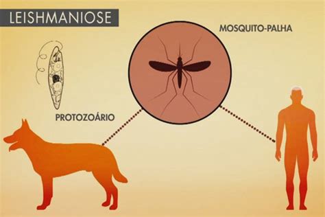 Leishmaniose Saiba Tudo Sobre Esta Terrível Doença Jardim Animal