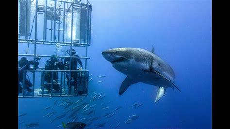 Shark Cage Diving In South Africa Youtube