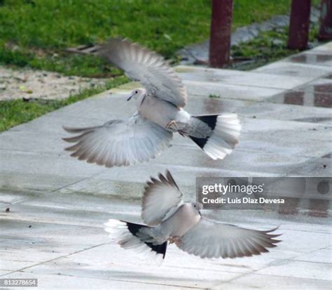 87 Two Turtle Doves Stock Photos, High-Res Pictures, and Images - Getty Images