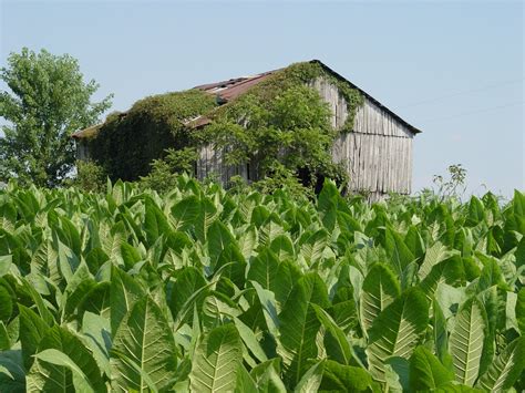 Tobacco Field, photo, #1394271 - FreeImages.com