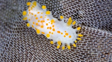 Orange-clubbed sea slug | The Wildlife Trusts