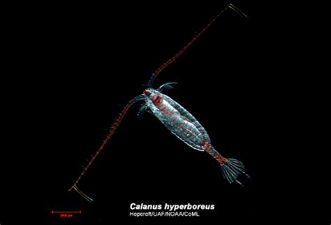 Copepods