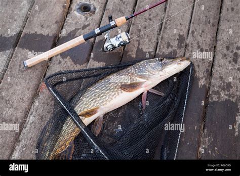 Freshwater Northern Pike Fish Know As Esox Lucius And Fishing Rod With